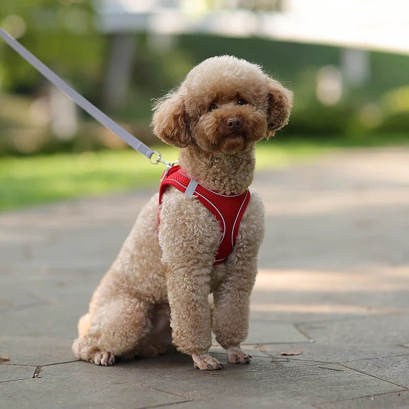 Dog Harness Leash Set for Small Dogs Adjustable Puppy Cat Harness Vest French Bulldog Chihuahua Pug Outdoor Walking Lead Leash - DOG'S UNCLE