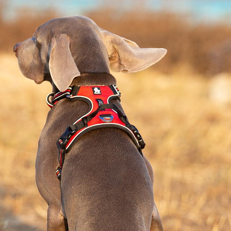 SafetyHarness™ - Harnais pour animal de compagnie - DOG'S UNCLE